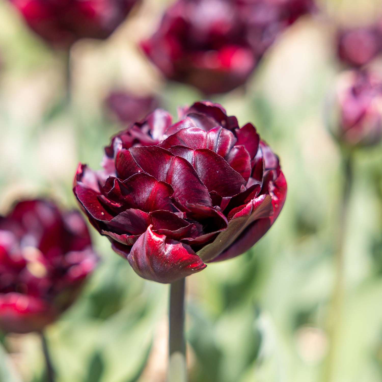 Tulppaani 'Palmyra'